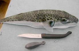 معلومات عن سمكة الارنب السامة ويكيبيديا