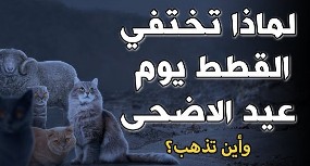 لماذا تختفي القطط يوم عيد الأضحى اسلام ويب؟ حديث اختفاء القطط يوم العيد ابن باز؟ أين تذهب القطط يوم عيد الأضحى؟