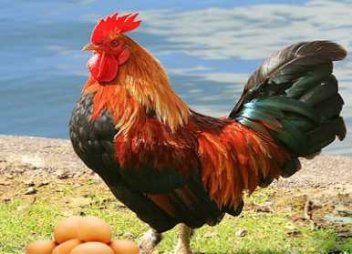 هل الديك يبيض ويكيبيديا